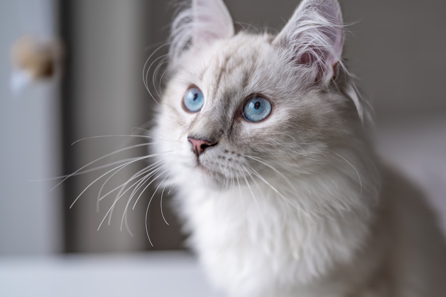 La beauté mystérieuse des chats blancs : une étude en profondeur