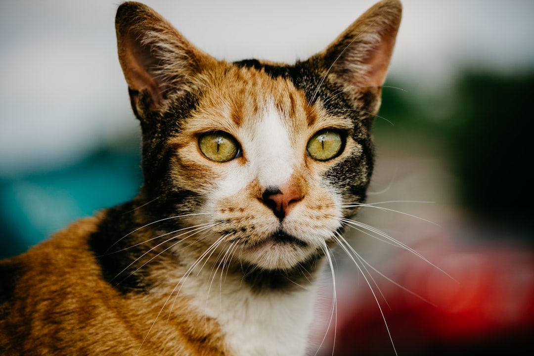 Les caractéristiques uniques du chat calico: tout ce que vous devez savoir