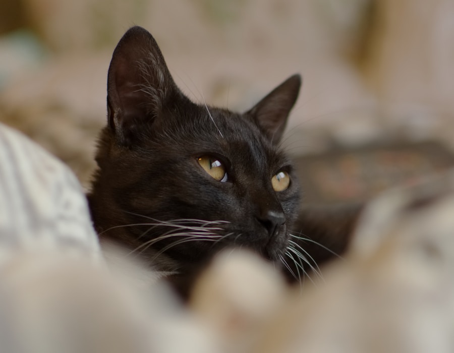 Les superstitions liées aux chats : décryptage et explications