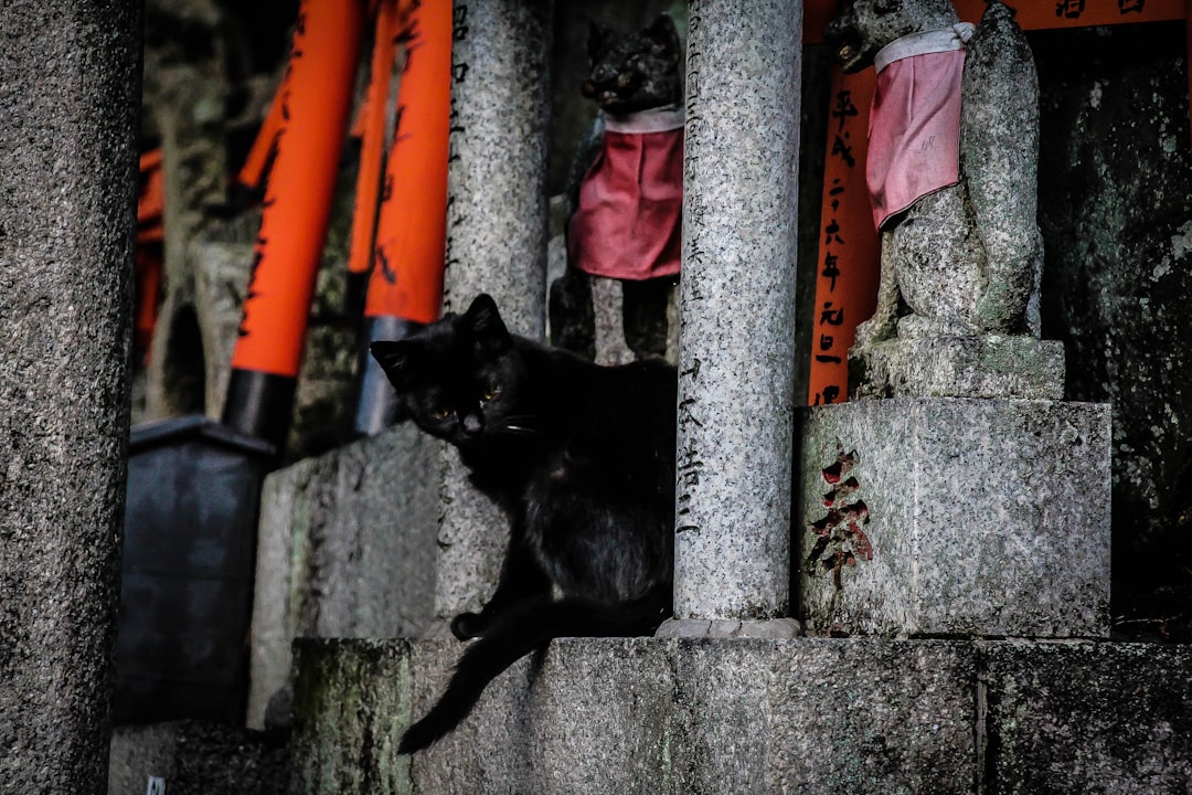 Les chats japonais: des compagnons silencieux mais expressifs